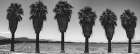 Old Estate, Date Palms, Coachella Valley, California, USA. Art Print